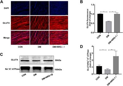 Frontiers Neuregulin 1β increases glucose uptake and promotes GLUT4